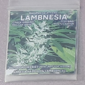 Mass Medical Strains Lambnesia 5 Regular Seeds