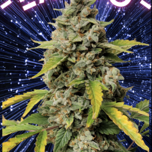 Lando Auto 5 Feminized Autoflower Seeds