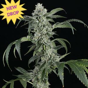 Larry Bubba Gelly Auto F1 (Larry Bubba Auto x Gelato Auto) 5 Feminized Autoflower Seeds