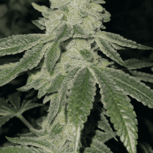 Lava Cake S1 6 Feminized Seeds