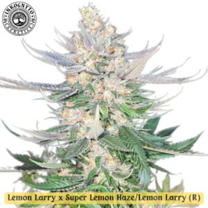 Double Lemons F1 (Lemon Larry x Super Lemon Haze/Lemon Larry) 10 Regular Seeds