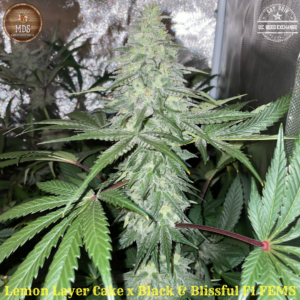 Lemon Layer Cake x Black & Blissful F1 10 Feminized Seeds
