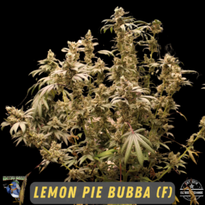 Lemon Pie Bubba F1 (Lemon Pie x Pre98 Bubba Kush) 6 Feminized Seeds