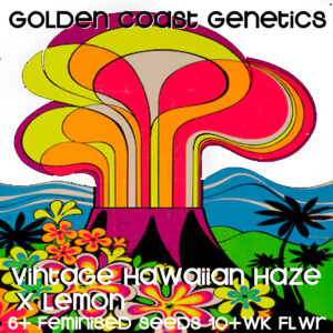 Vintage Hawaiian Haze x The Lemon S1 6 Feminized Seeds