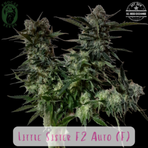 Little Sister F2 5 Feminized Autoflower Seeds