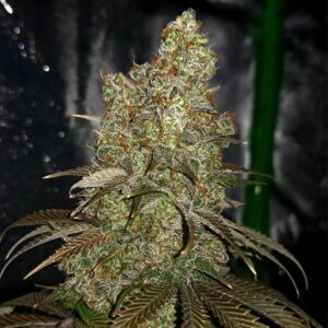 Lone Star F1 (Texas Karen - Sharon Widow x Sensi Star) 10 Regular Seeds