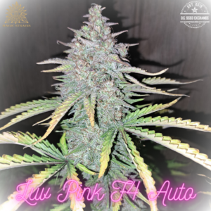 Luv Pink F4 Auto 5 Feminized Autoflower Seeds