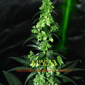 MB232 0.1 Grams of Pollen