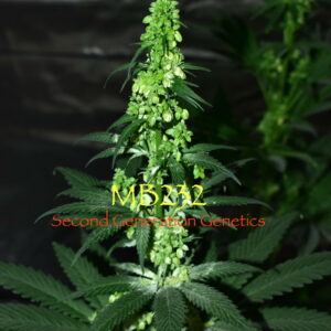 MB232 0.05 Grams of Pollen