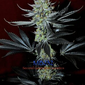 MB232 F1 (Master Kush x Blueberry F4) 13 Regular Seeds