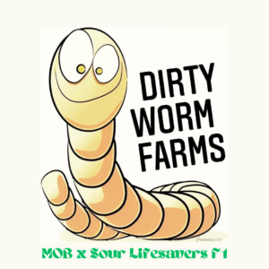 MOB x Sour Lifesavers F1 20 Regular Seeds