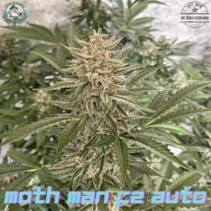 Moth Man F2 3 Feminized Autoflower Seeds