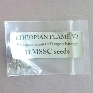 Magic Spirit Seed Co Ethiopian Flame v2 F1 11 Regular Photoperiod Seeds