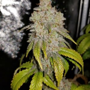 MAC1 x LA Pure Kush F1 7 Feminized Seeds