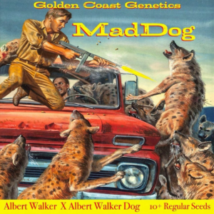 Mad Dog F1 (Albert Walker x Albert Walker Dog) 10 Regular Seeds