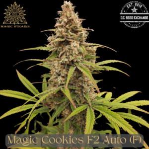 Magic Cookies F2 Auto 5 Feminized Autoflower Seeds