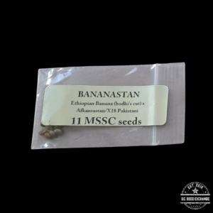 Magic Spirit Seed Co Bananastan F1 (Ethiopian Banana x Afkansastan/X18 Pakistani) 11 Regular Seeds