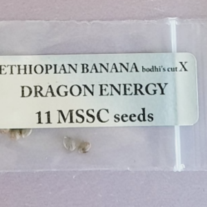 Magic Spirit Seed Co Ethiopian Banana x Dragon Energy 11 Regular Seeds