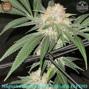 Magnolia Pie S1 x Black & Blissful F1 Feminized F1 10 Feminized Seeds