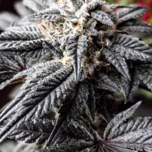 Mamba BX1 7 Feminized Seeds