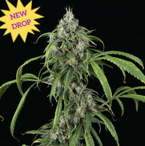 Mango Sky Auto F1 (Mango Auto x Skywalker Auto) 5 Feminized Autoflower Seeds