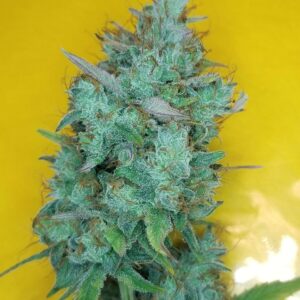 Mango Smile F4 Auto 7 Feminized Seeds