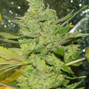 Marshmallow Cookies F3Bx2 12 Regular Seeds