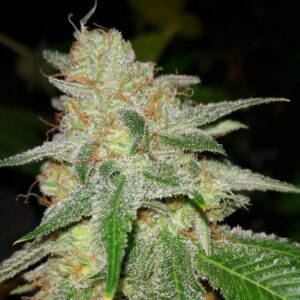 Mass Appeal F1 (Chemtrails x Chemdog #3/Super Silver Haze) 10 Regular Seeds