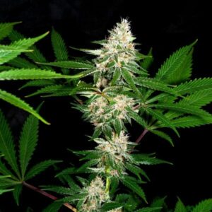 Deadly Pupil F1 (Star Pupil S1 x Deadly Sativa) 13 Regular Seeds