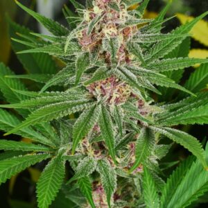 Drippy Eye S1 ({Juicy Fruit Thai x Snow Lotus} x Star Pupil) 7 Feminized Seeds