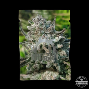 Massive Seeds Massive Punch F3 (Purple Punch x Purple Punch 2.0) 10 Regular Seeds