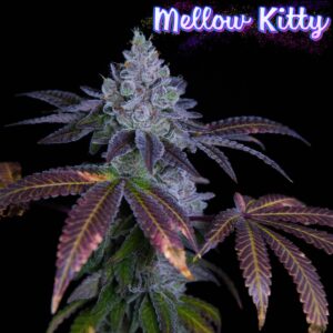 Mellow Kitty F1 (Cheetah Piss x Romulan) 6 Feminized Seeds