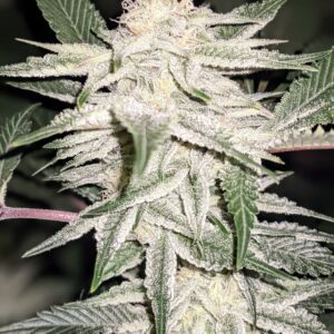 MelvinZ S1 7 Feminized Seeds