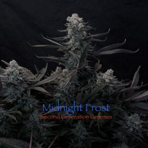 Midnight Frost F1 (Sacacandy #19 x Dj Short F13 #5) 13 Regular Limited Edition Seeds