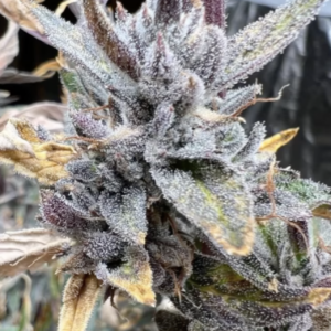 Midnight Madness Auto 20 Regular Autoflower Seeds