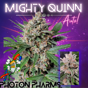 Mighty Quinn Auto 5 Feminized Autoflower Seeds