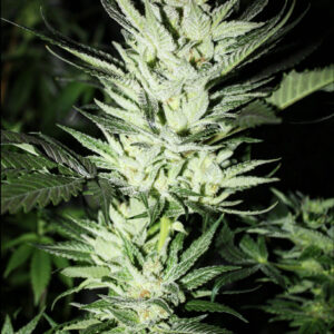 Milky Haze (White Haze x Angels Milk) 10 Regular Seeds