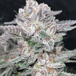 Mind Reaper BX1 3 Feminized Seeds