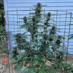 Miner's Koffee F1 (Kaya's Koffee F6 x Coal Miner's Daughter F5) 20 Regular Seeds