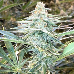 Money Shot (Drippy Eye x Meatbreath F2) 7 Regular Seeds