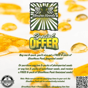 StrawNana Punk (Pineapple Punk x Strawberry Yum Yum) 6 Feminized Seeds