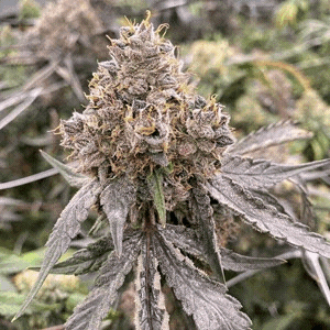 Gummy Bears Auto F1 5 Feminized Autoflower Seeds