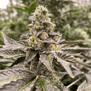 Gummy Mintz Auto F1 5 Feminized Autoflower Seeds