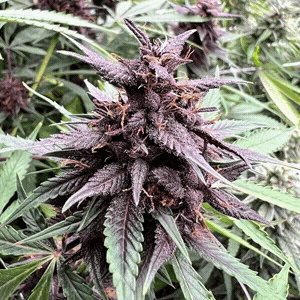Neon Gummyz Auto F1 5 Feminized Autoflower Seeds