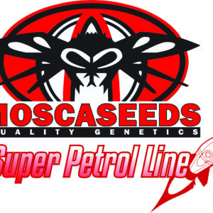 Animal Jam (Animal Cookies x GMO/Rocket Fuel) 12 Regular Seeds