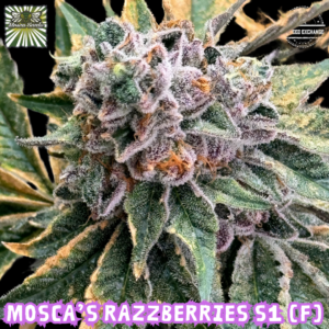 Mosca's Razzberries S1 3 Feminized Seeds