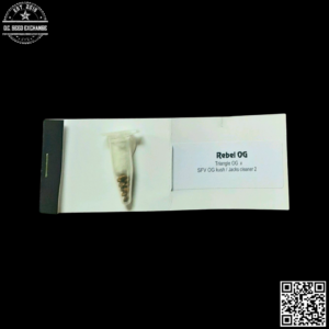 Mota Rebel Rebel OG F1 (Triangle OG x SFV OG Kush/Jack's Cleaner) 10 Regular Seeds