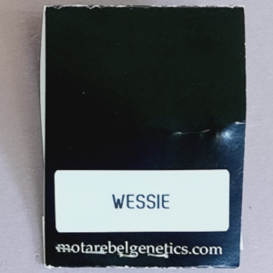 Mota Rebel Genetics Wessie 10 Regular Seeds