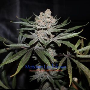 Motown Lockdown F1 (Sacajawea #10B x DJ Short F4 Blueberry) 13 Regular Seeds
