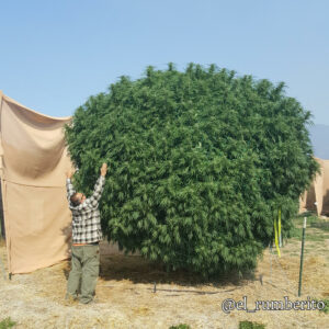 Baja Blast (Sour Kush x Pink 2.0) 12 Regular Seeds